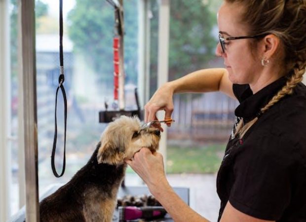 pexels goochie poochie 19145886