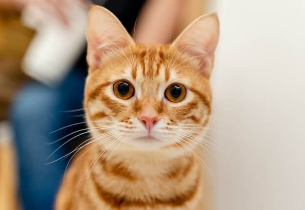 sam chang 5 ckjyvtzqw unsplash (1)