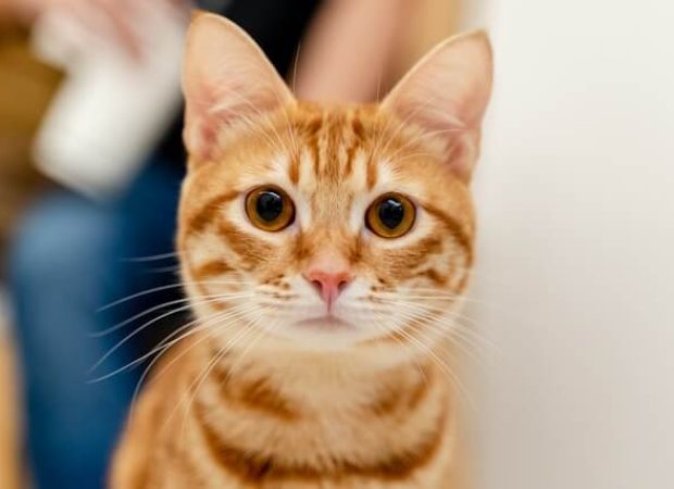 sam chang 5 ckjyvtzqw unsplash (1)